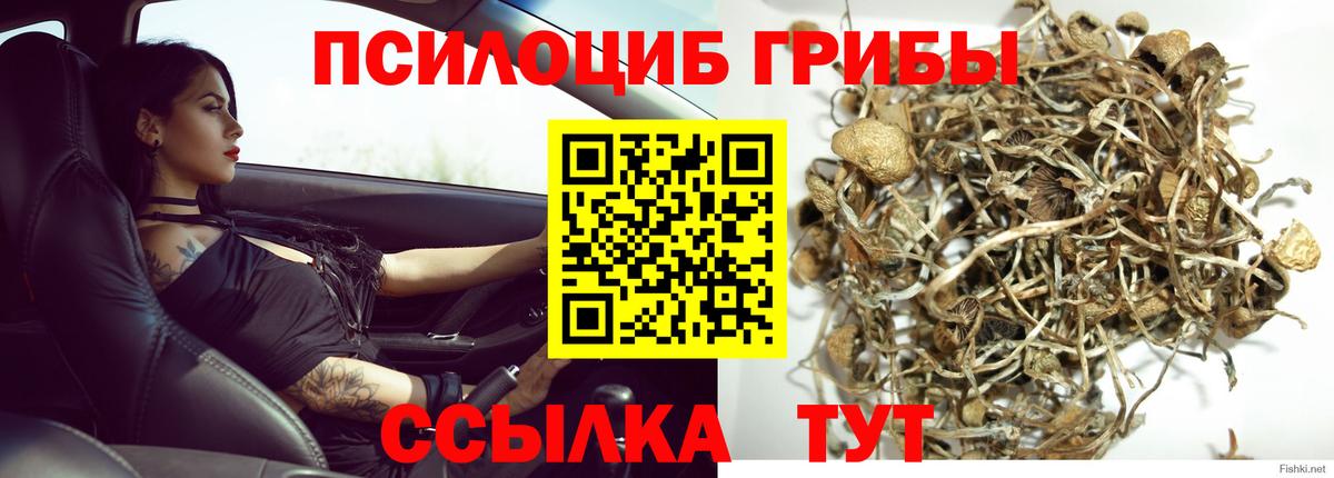 Псилоцибиновые грибы Psilocybe Тверь